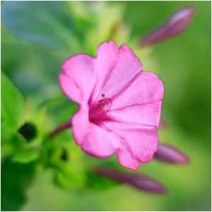 Pink Four O’ Clock Seeds For Planting (Mirabilis jalapa)