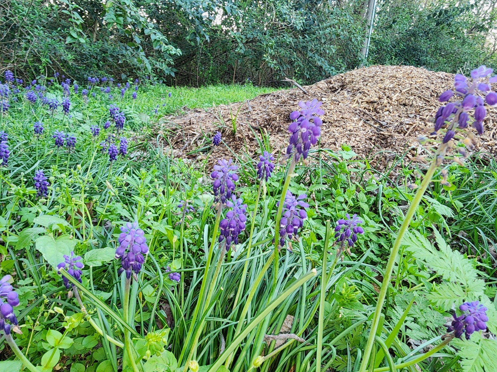 Grape Hyacinth Bulblets (4oz Bag)