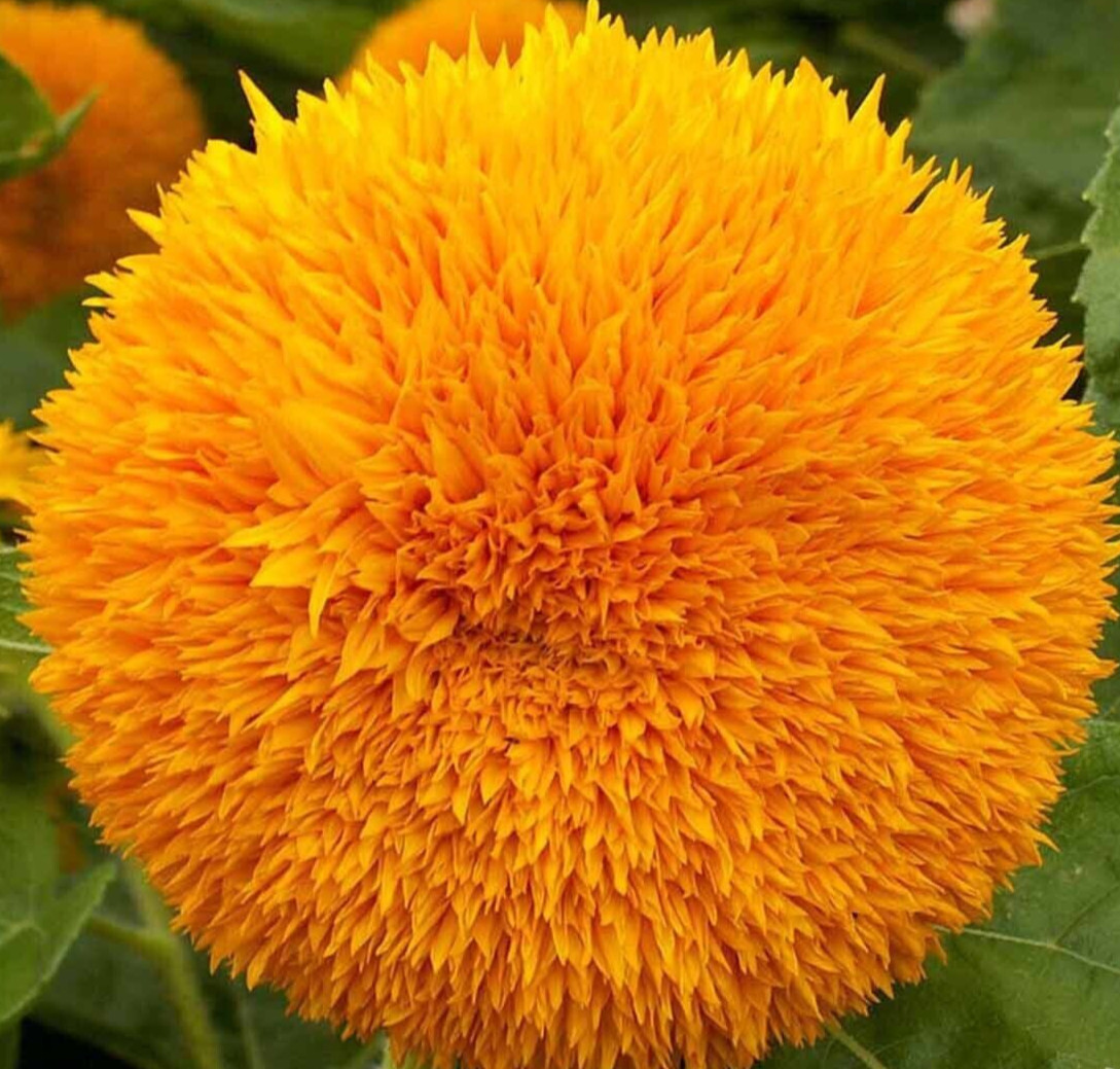 DWARF SUNGOLD SUNFLOWER SEEDS 50+ “Teddy Bear” annual FLOWER garden FREE SHIP