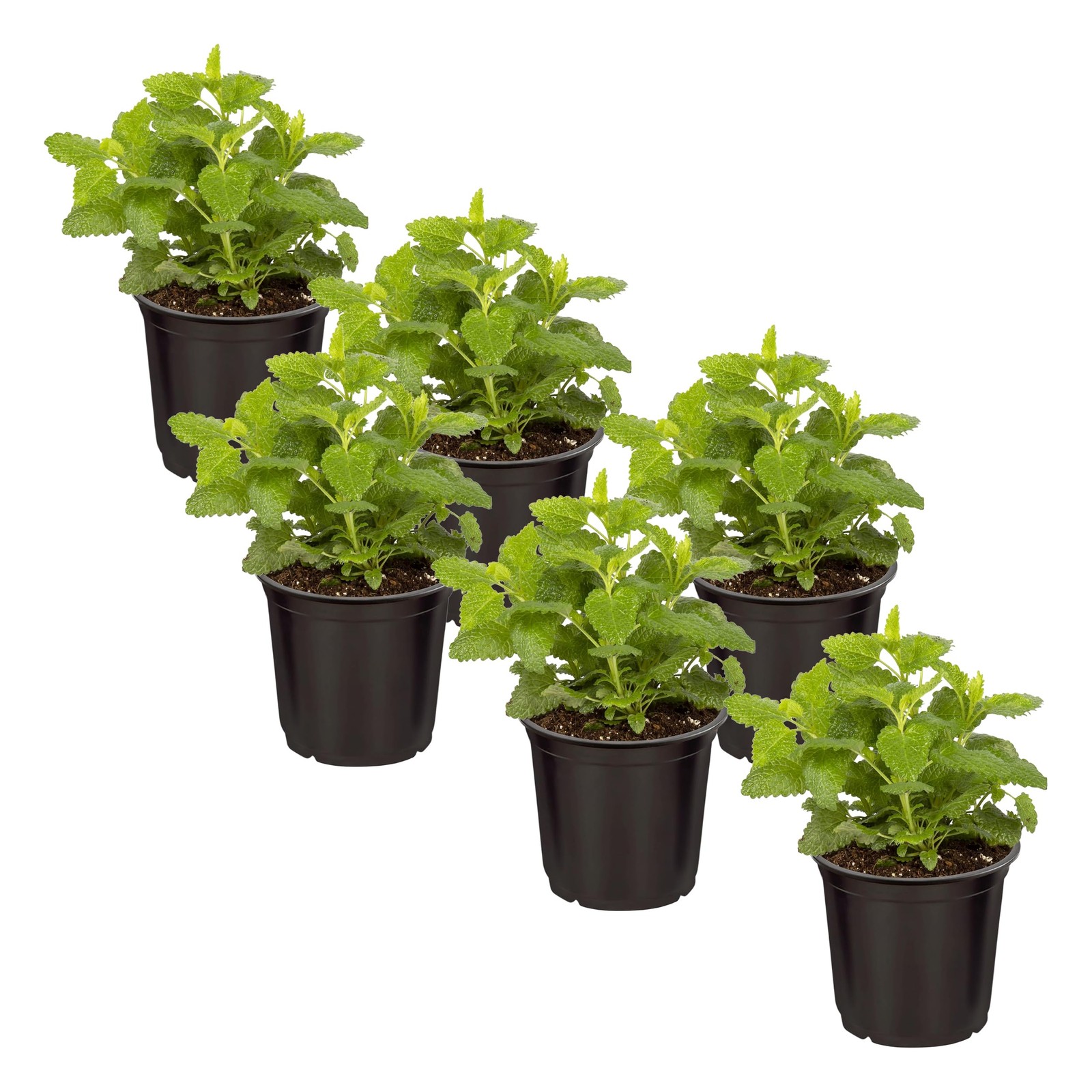 Live Aromatic and Edible Herb – Lemon Balm (6 Per Pack), Naturally Reduces St…