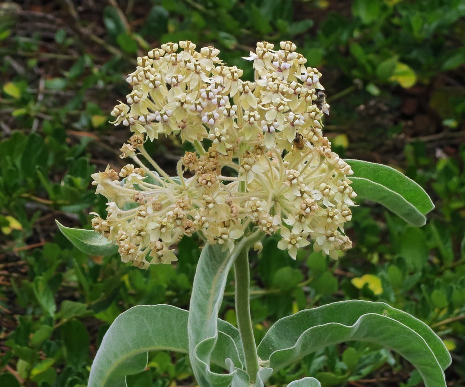 Kotolo Milkweed Seeds California Native Seeds Asclepias eriocarpa 50 Seeds