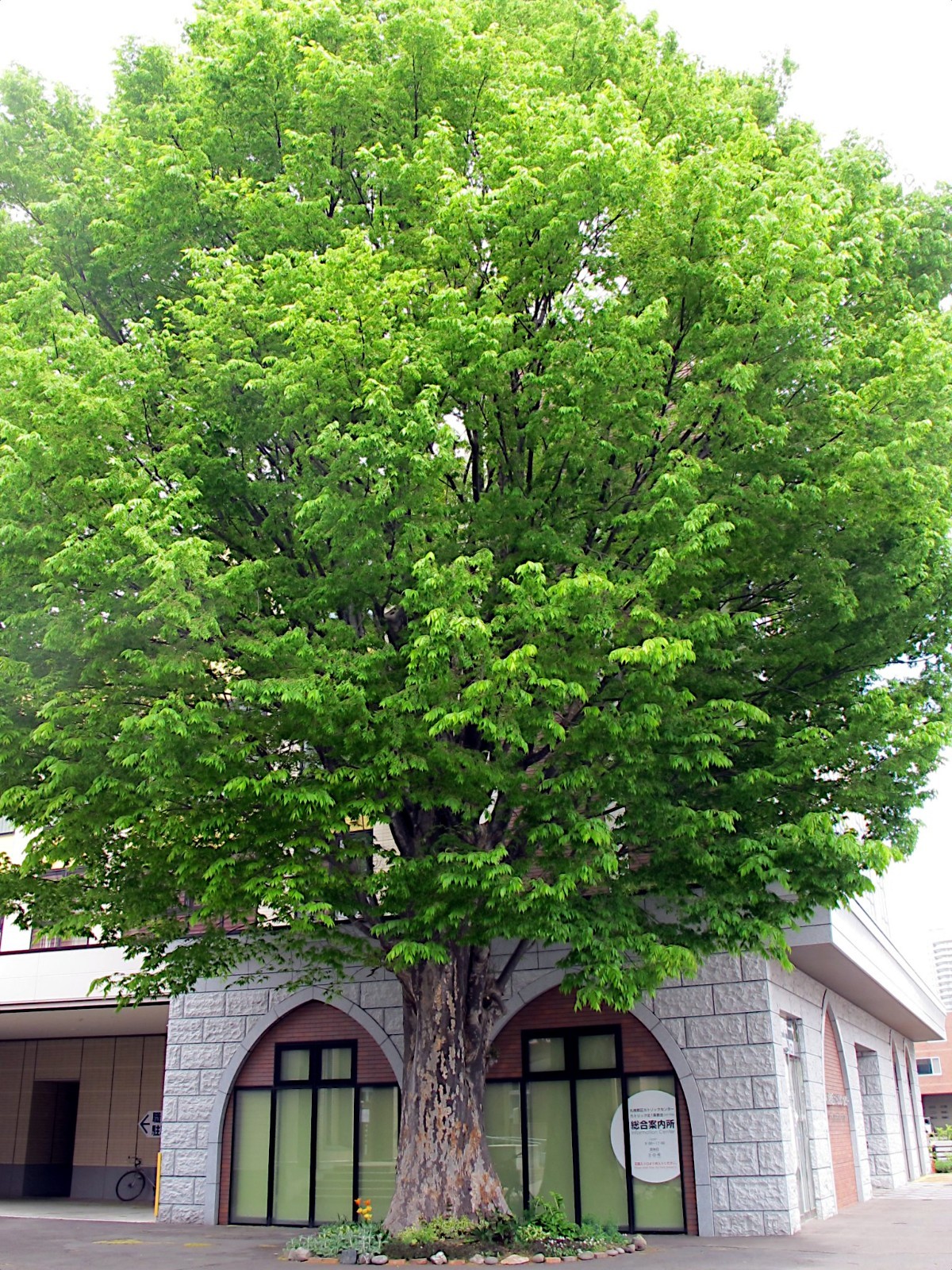10 Japanese Grey Bark Elm (Zelkova serrata) Tree Seeds Bonsai Very FAST Growing!