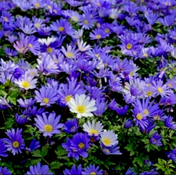Anemone Blanda Blue Shades (3)Bulbs Daisy-like Windflowers size 4 cm bulbs