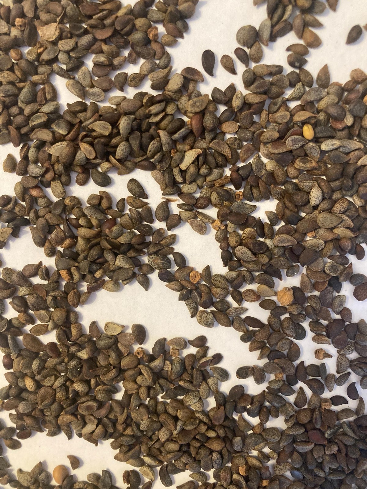 Bradford Pear Seeds (Pyrus Calleryana) Callery Pear