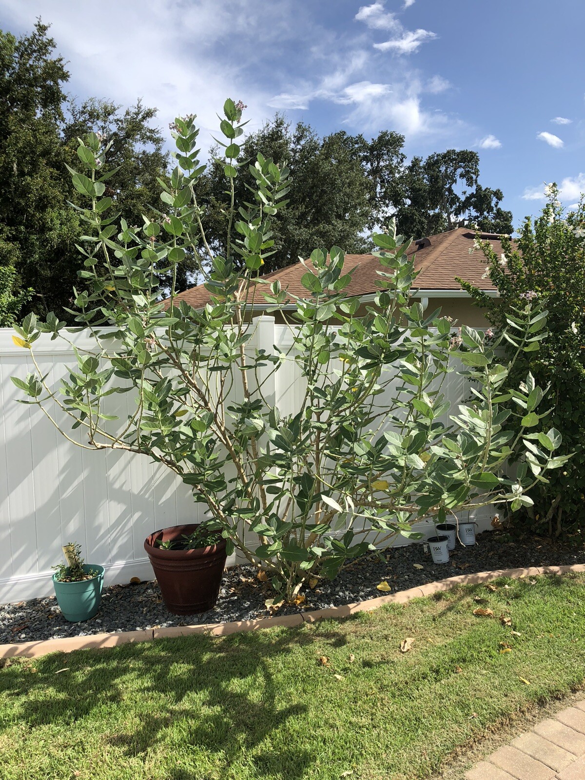 10 Seeds White Calotropis Gigantea Crown Flower Giant Milkweed Monarch Bees