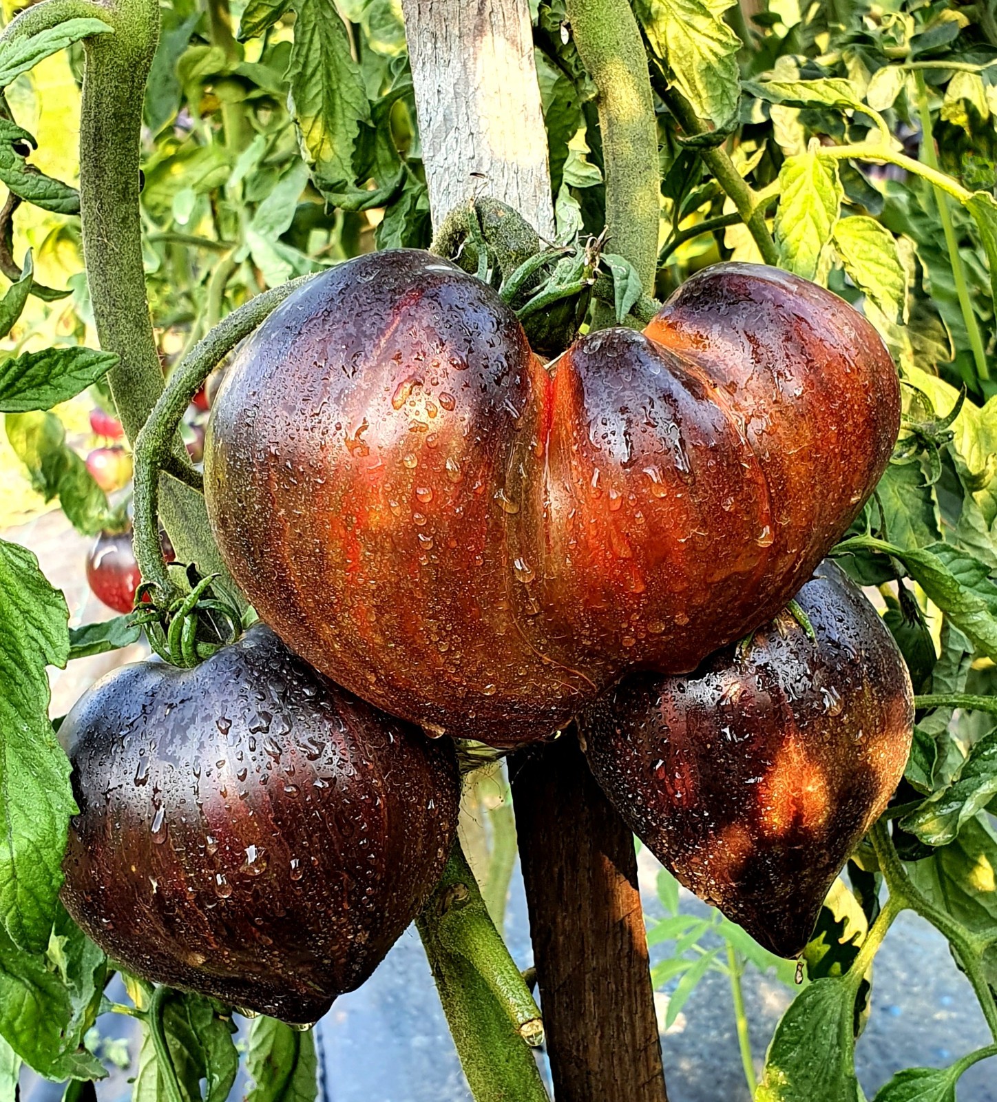 10 seeds Rebel Starfighter Prime Heart Tomato Rare ORGANIC Variety