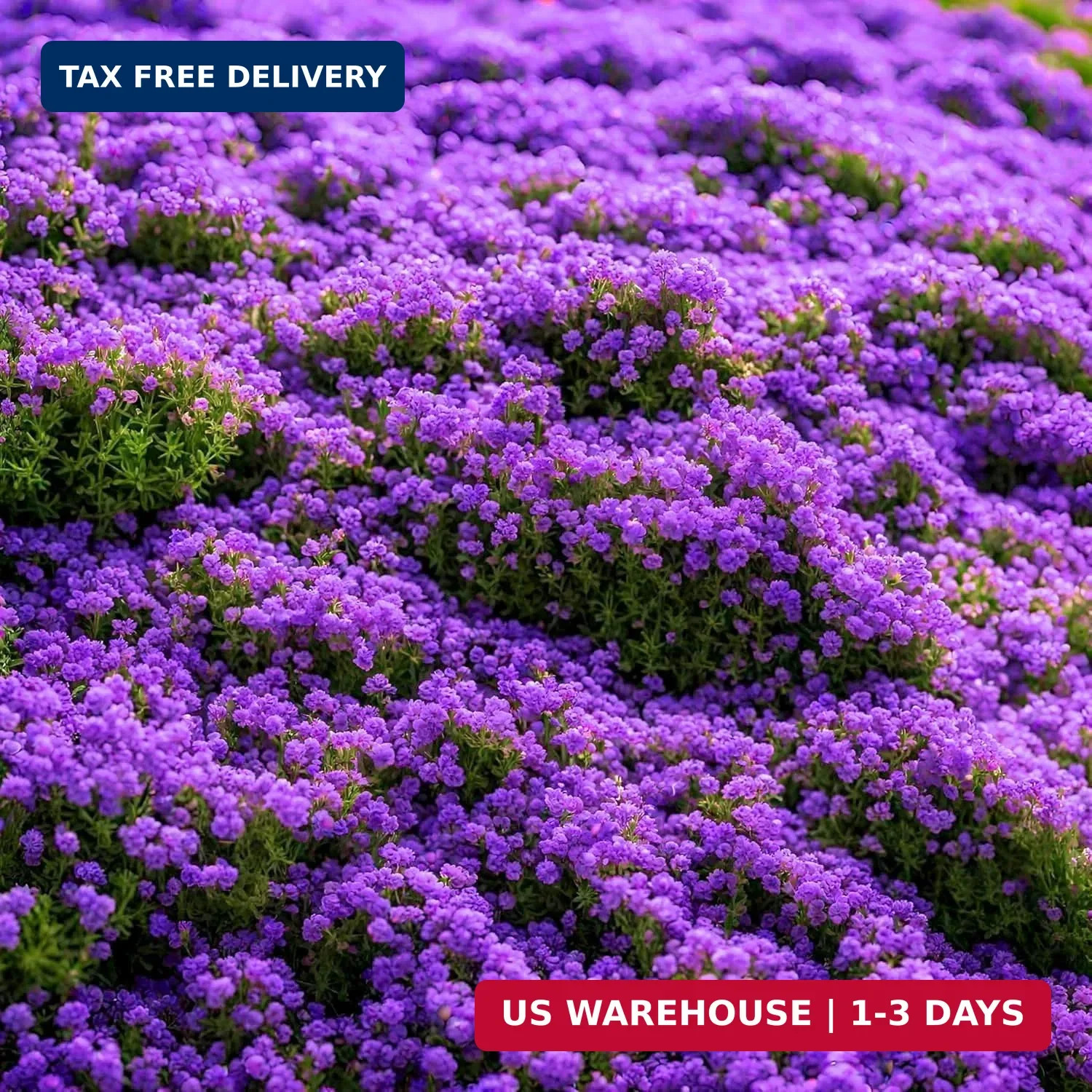 20000pcs Purple Creeping Thyme Seed for Planting Flowers Seeds Perennial Ground