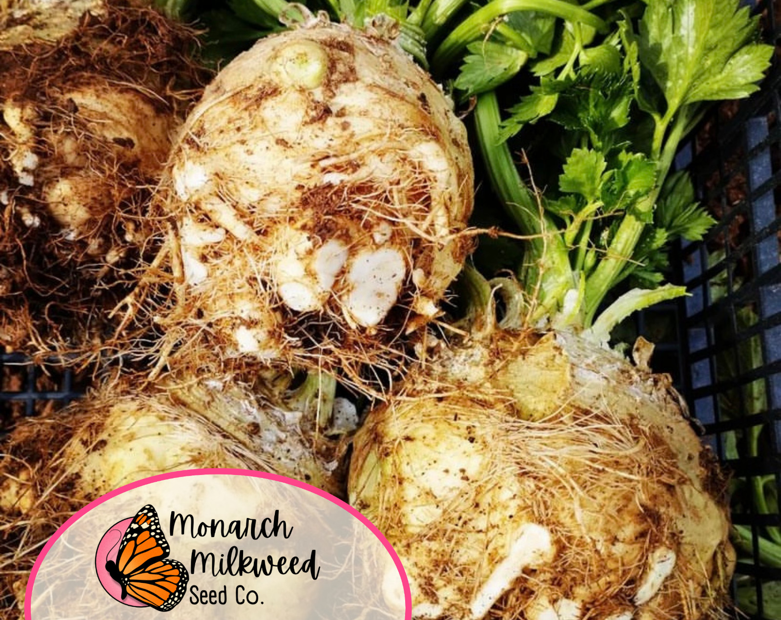10400+ Celeriac Seeds ‘Giant Prague’ | Heirloom, Non-GMO, Vegetable Gardening