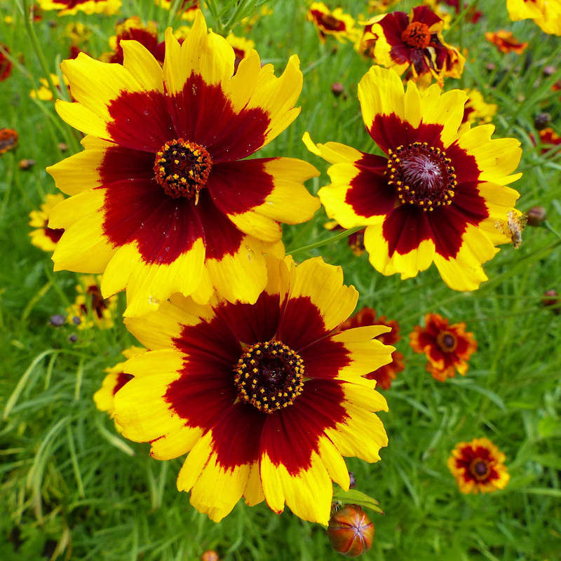 Plains Coreopsis Seeds | 300 – 6,000 Seeds | Non-GMO | Free Shipping | 1271