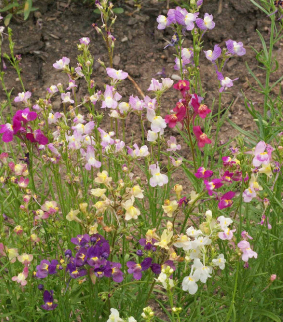 Landscaper’s DRY AREA BLEND Wildflower Mix w/Perennials Non-GMO 5000 Seeds!