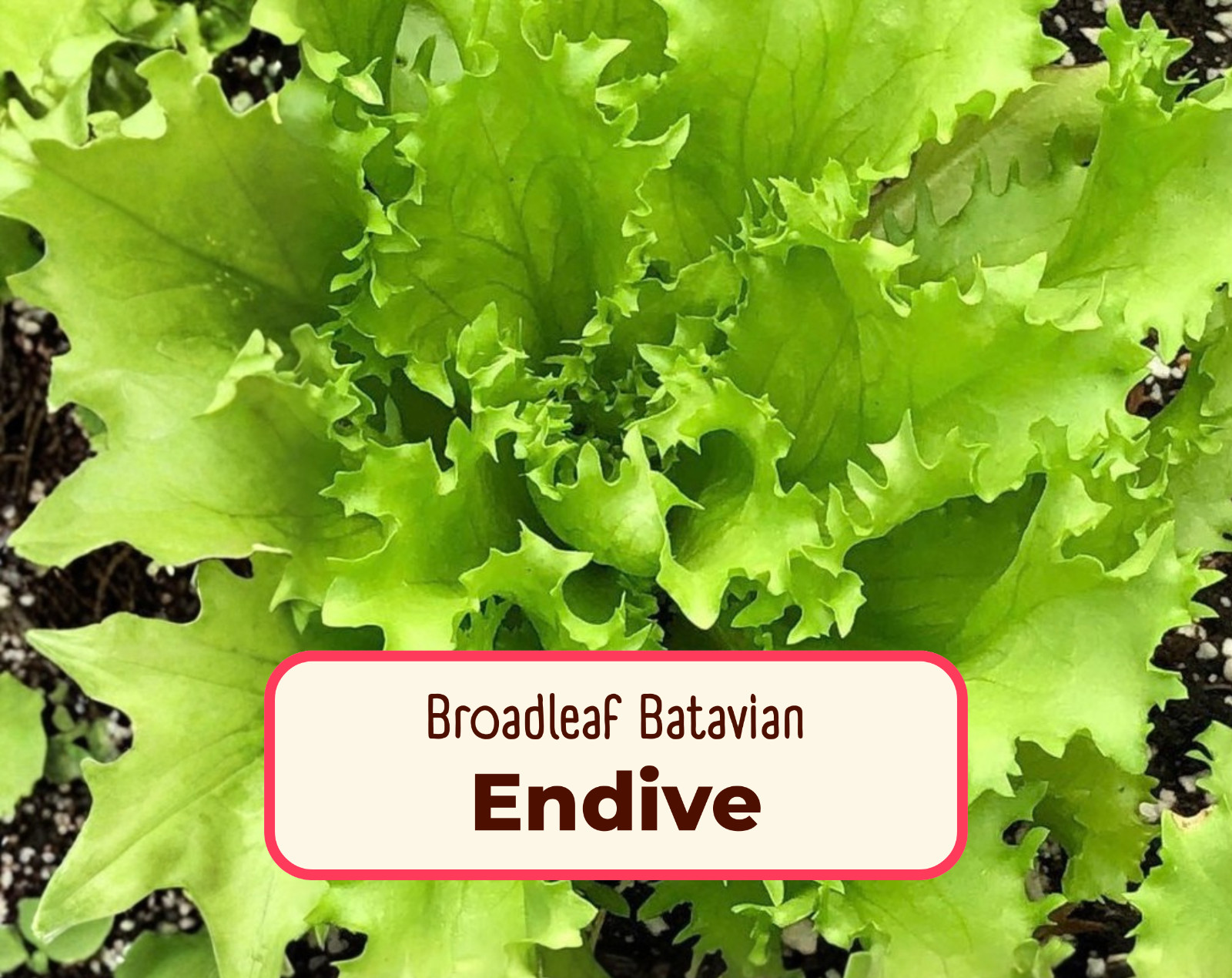 2900+ Endive Seeds ‘Broadleaf Batavian’ | Heirloom, Non-GMO, Vegetable Gardening