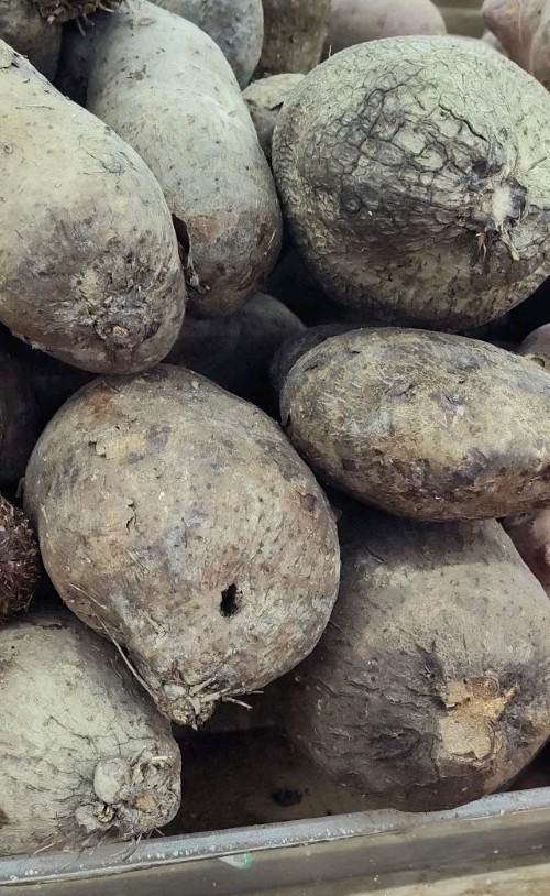 Cus Cus White yam 3 To 4 Pounds Product Of Brasil
