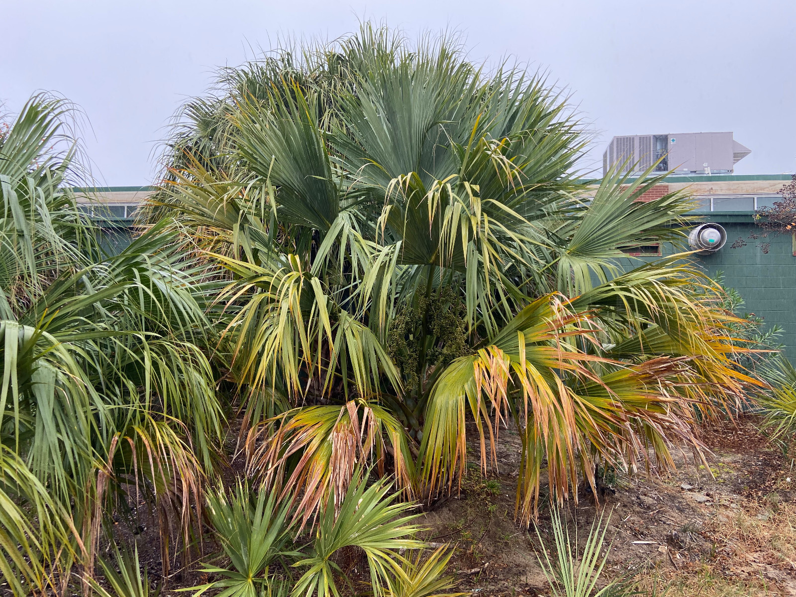 Sabal uresana (Green Form) Seeds! Rarely Offered, Cold-Hardy LARGE Palm!!!