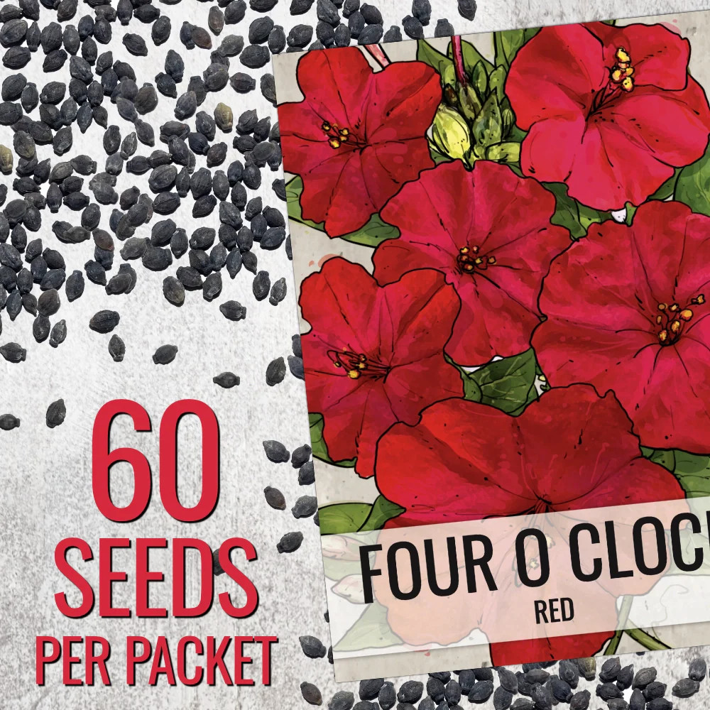 Red Four O’ Clock Seeds For Planting (Mirabilis jalapa)