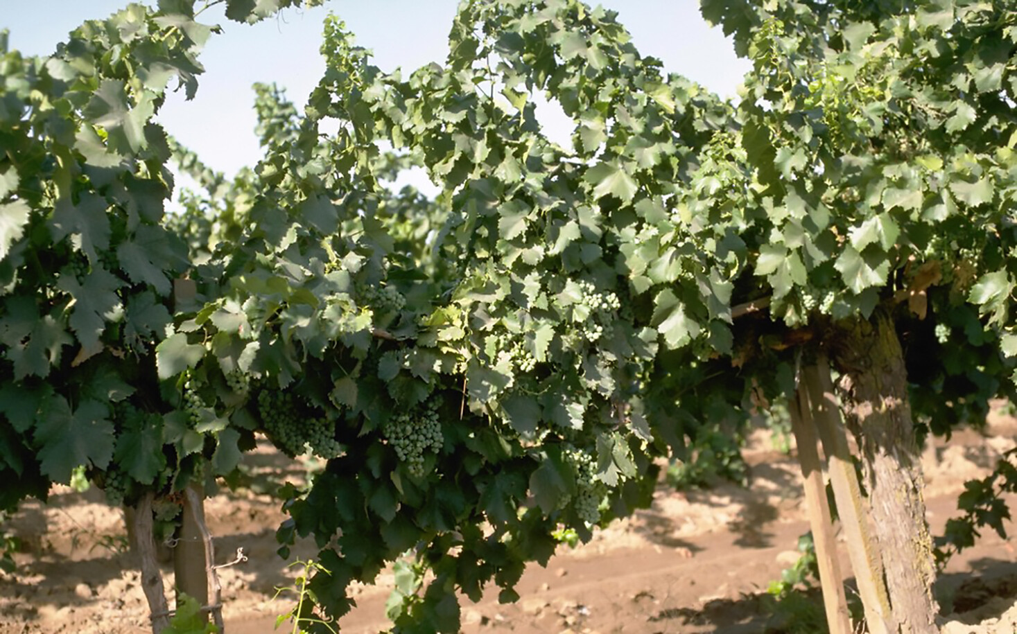 Wine Grape, Vitis vinifera, Vine Seeds