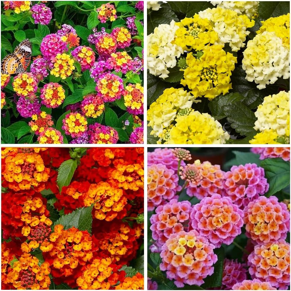300+Perennial Mix Lantana Camara Flowers Seeds for Planting Outdoors Home Garden