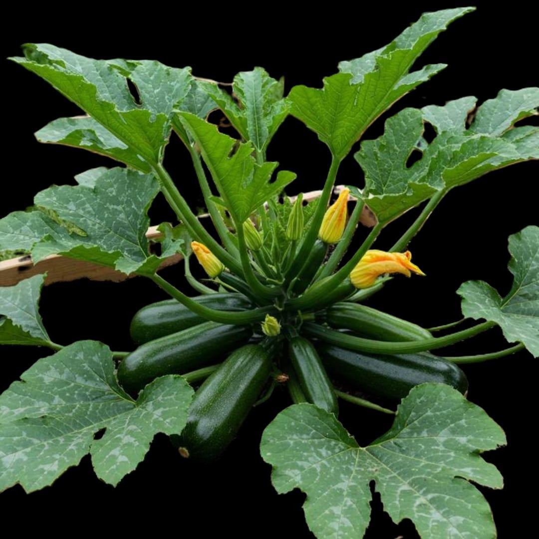 Dark Green Zucchini Squash Seeds, Untreated. FREE SHIPPING