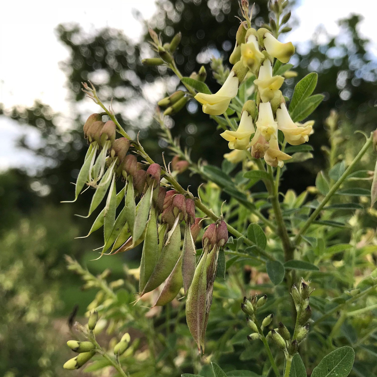 Astragalus Seeds (Astragulus membranaceus) ~Traditional Herb Perennial Garden