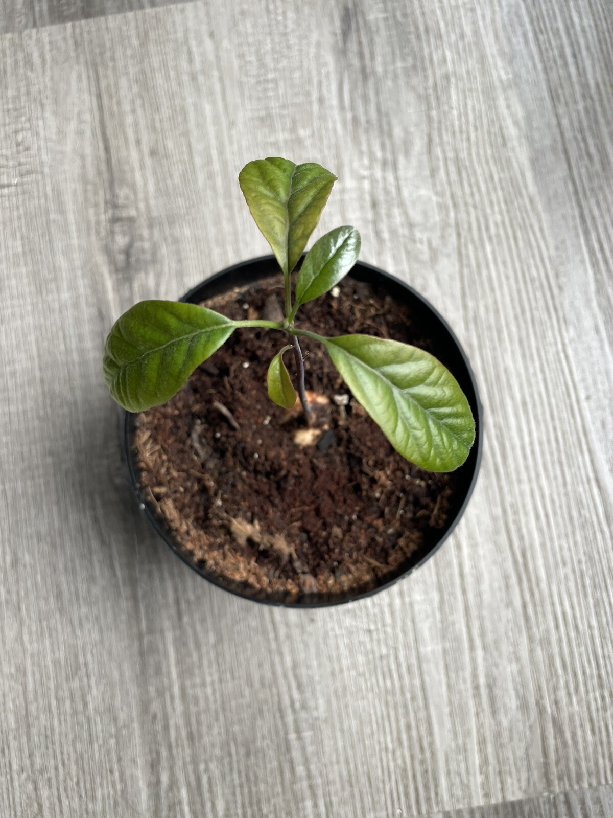 Avocado Plant
