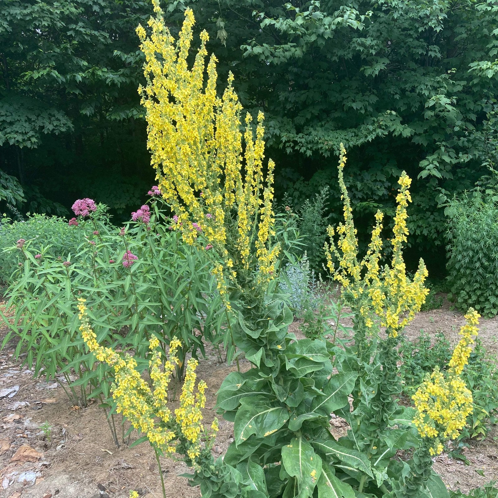 Olympic Mullein Seeds (Verbascum olympicum) ~Traditional Herb Pollinator Garden