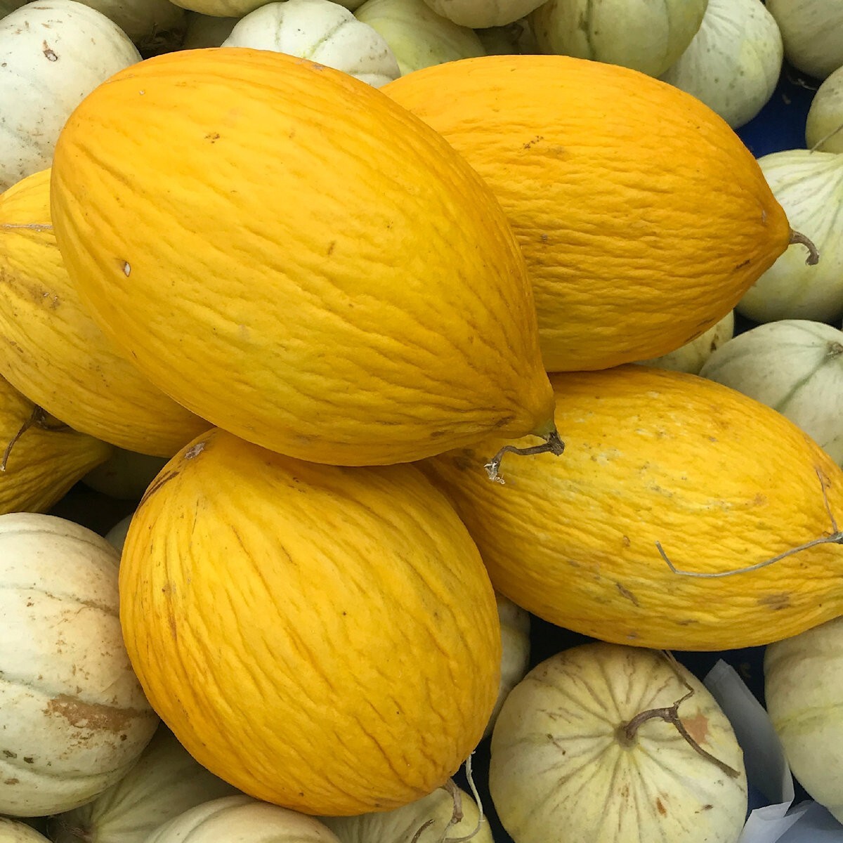 1/4 Lb Crenshaw Melon Seeds – Everwilde Farms Mylar Seed Packet