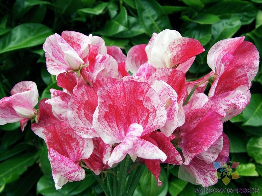50+ America Sweet Pea Seeds for Garden Planting – USA – FREE SHIPPING!