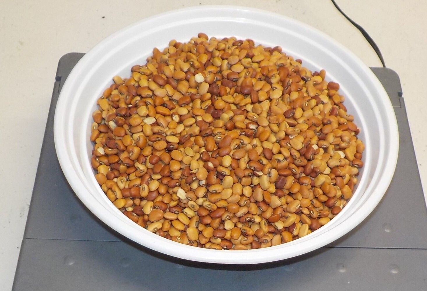 Iron & Clay Cow Pea Seeds – 1/2 lb. Cover Crop Forage Food Plot Bean Legume