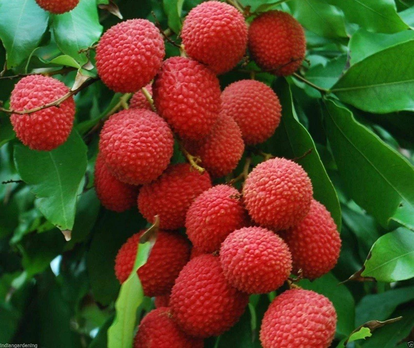 Lychee, Litchi Chinensis – 1 seedling about 6 inches