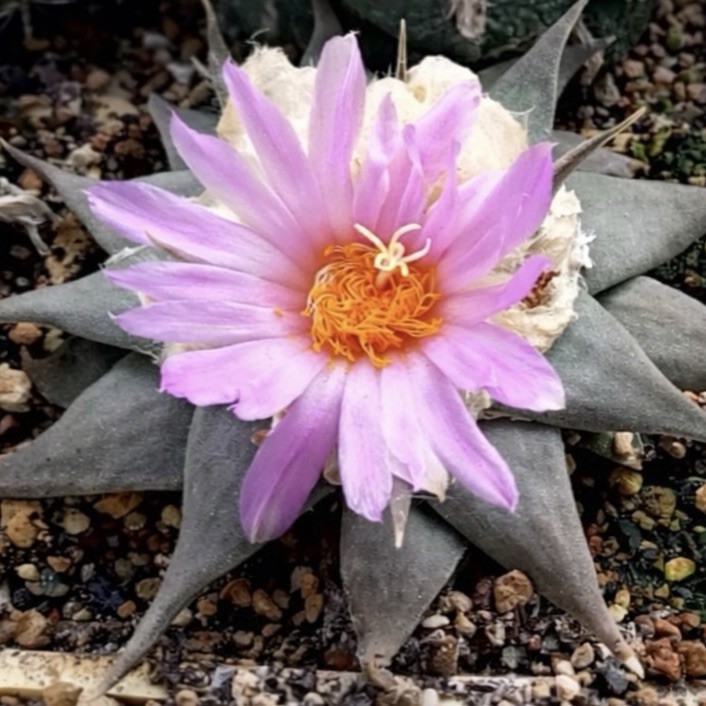 (10) Pack SEEDS Ariocarpus v. Confusus US SELLER