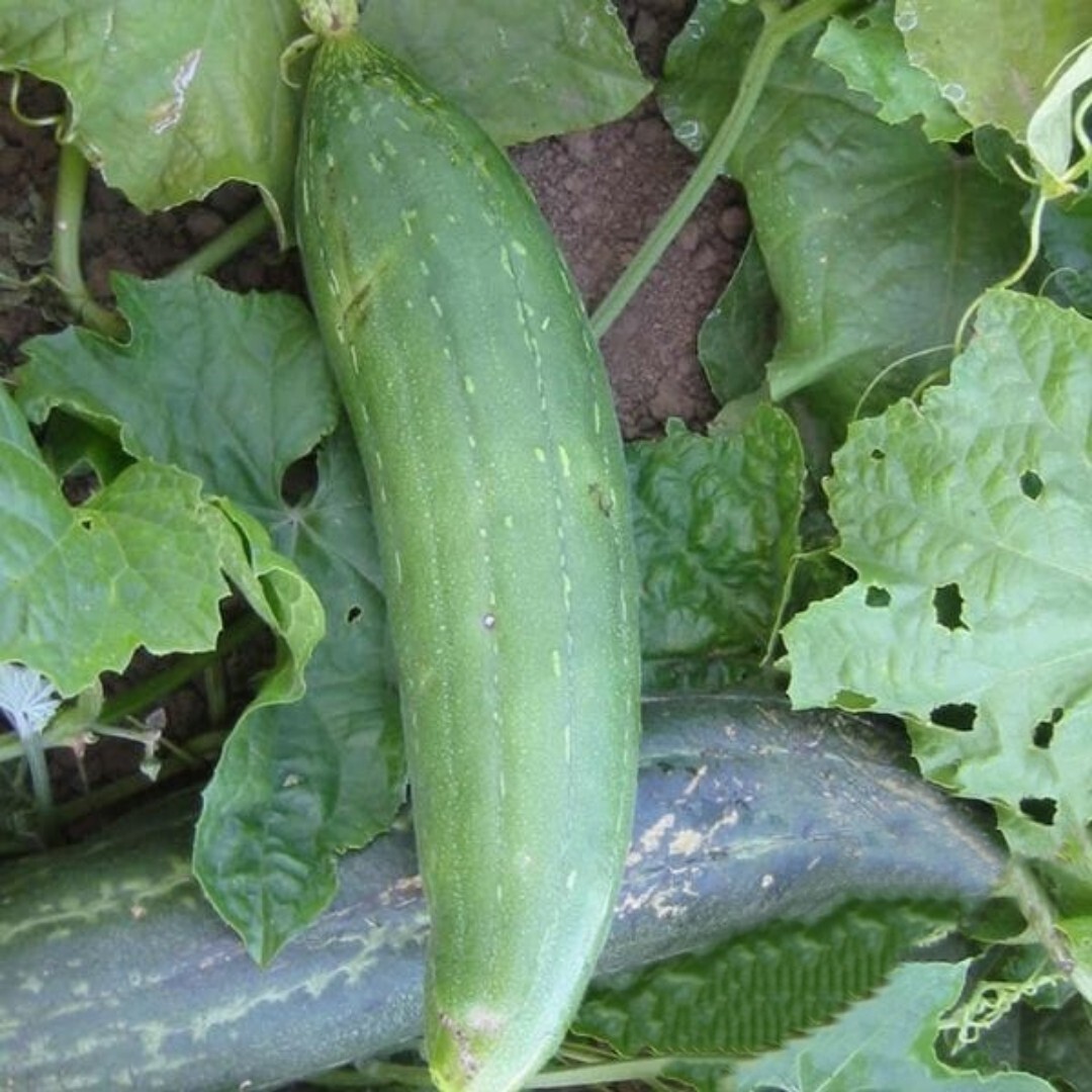 Luffa Sponge Gourd Seeds | 10 Seeds | Dishcloth Gourd |