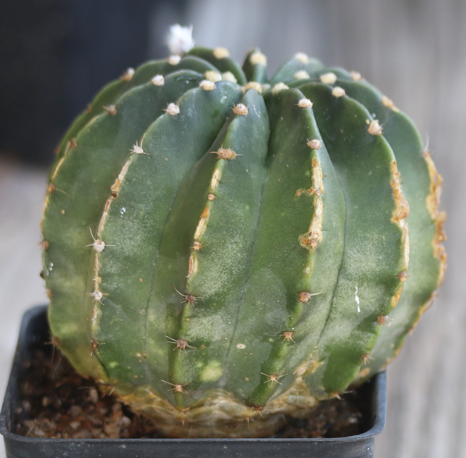Echinopsis subdenudata