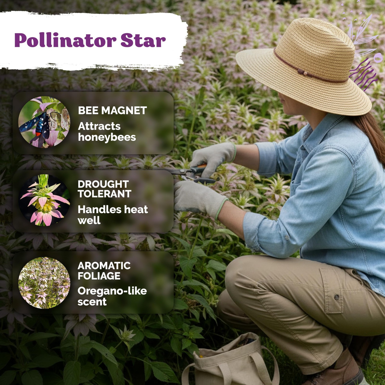 350 Spotted Bee Balm Seeds (Monarda Punctata) – Horsemint, Aromatic Oregano S…