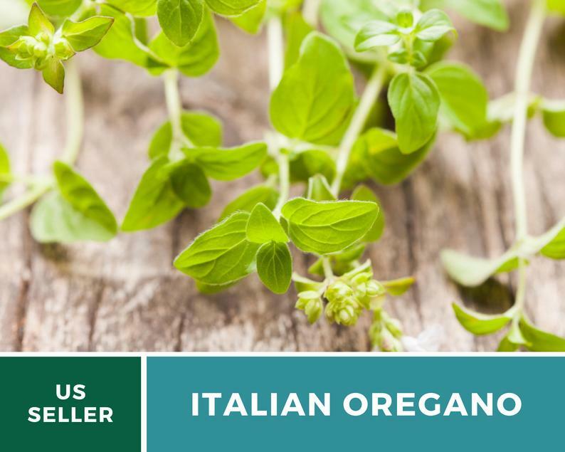 Oregano, Italian – 200 Seeds – Medicinal & Culinary Herb – Heirloom
