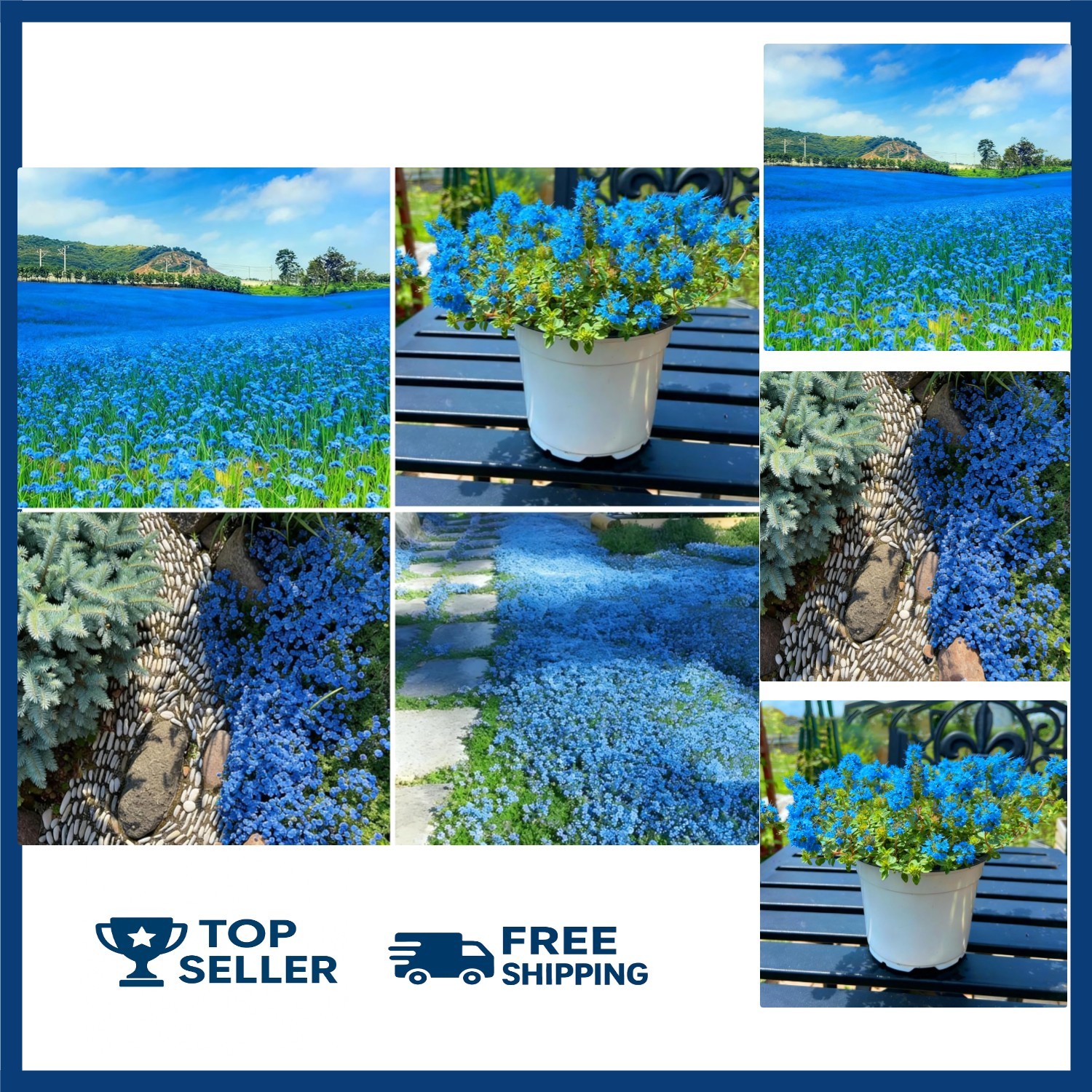 20000+ Perennial Creeping Thyme Seeds Wild Creeping Thyme Seeds for Planting