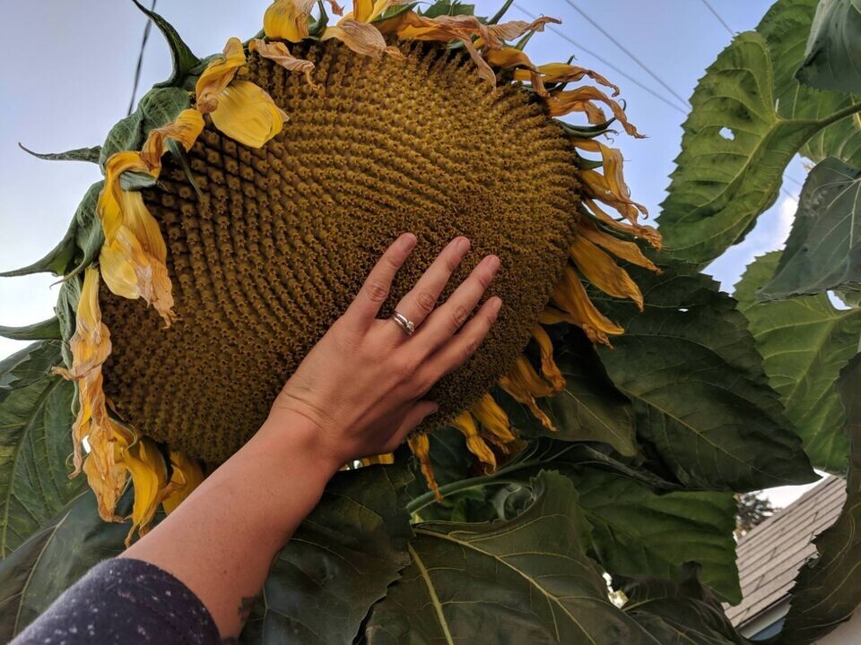 10+ Mammoth Grey Stripe Sunflower Seeds – Huge – Giant – Large Sunflowers -FRESH
