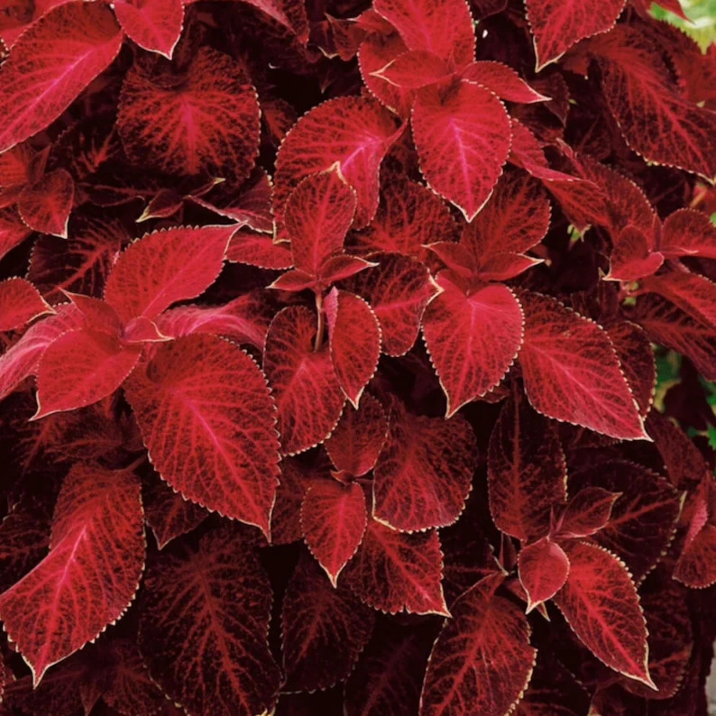 Coleus Wizard Red Velvet Seeds – Vibrant Shade-Loving Foliage with Deep Burgundy