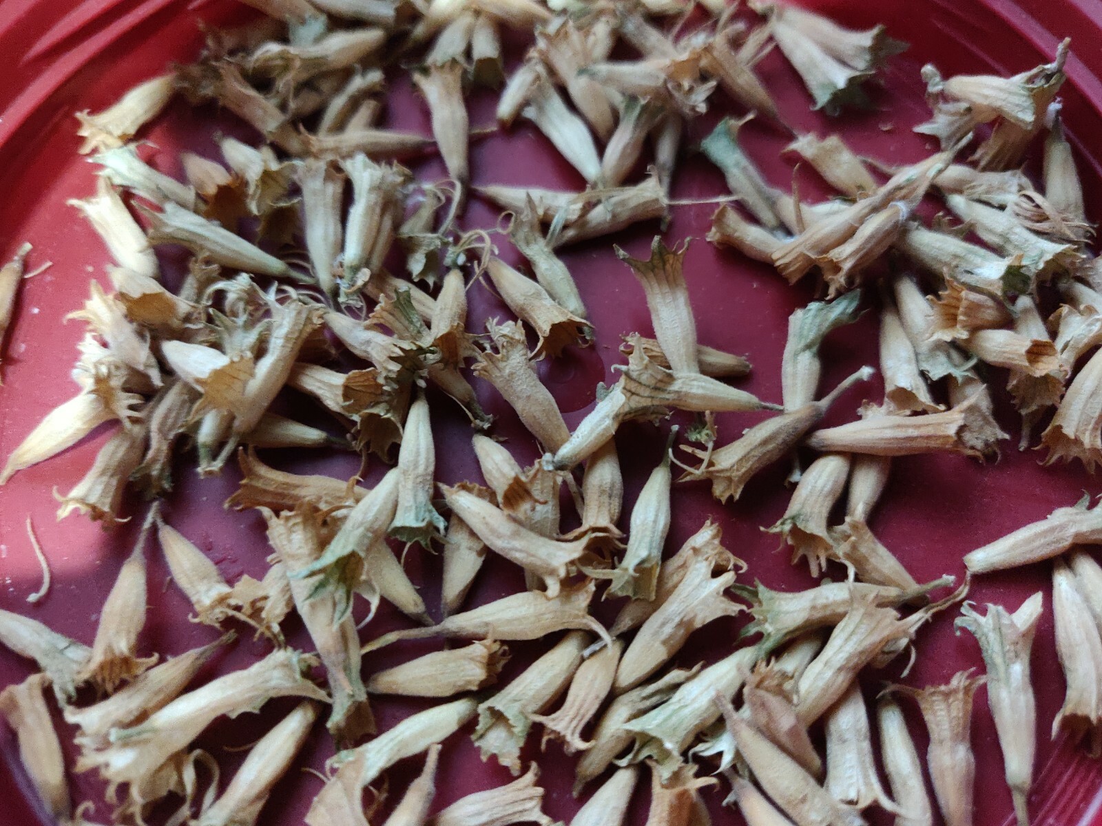 100 WILD DAGGA SEEDS(LEONOTIS LEONURUS/SEMILLAS DE COLA DE LEON