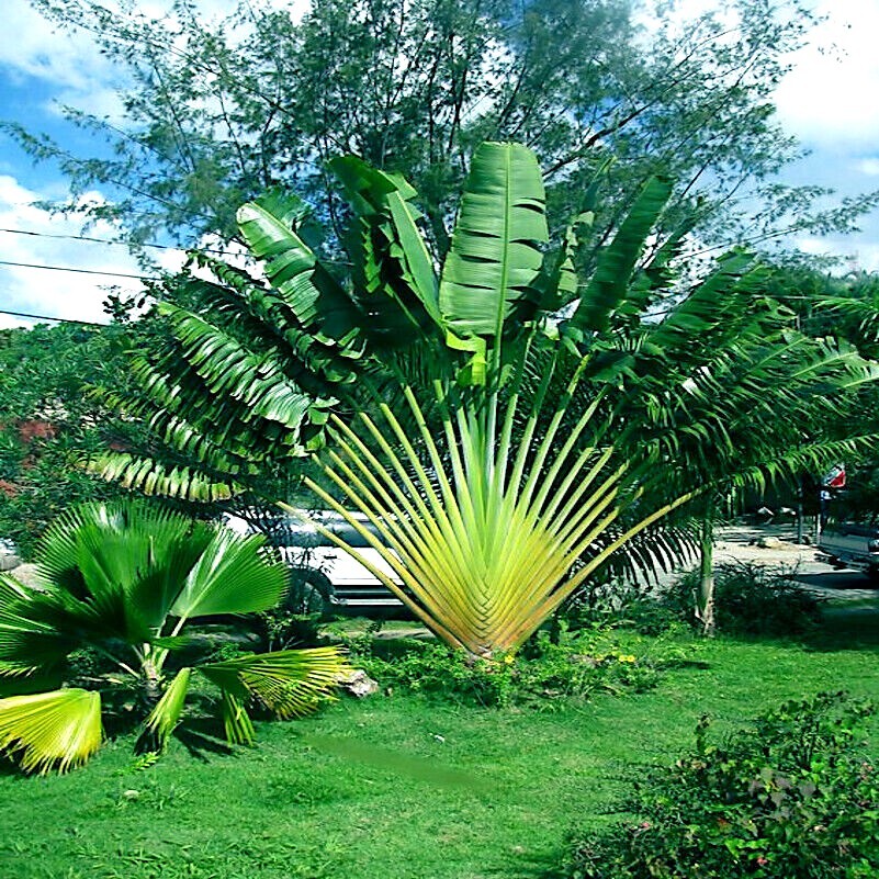 TRAVELERS PALM TREE SEEDS (Ravenala madagascariensis) Bird of Paradise Plant