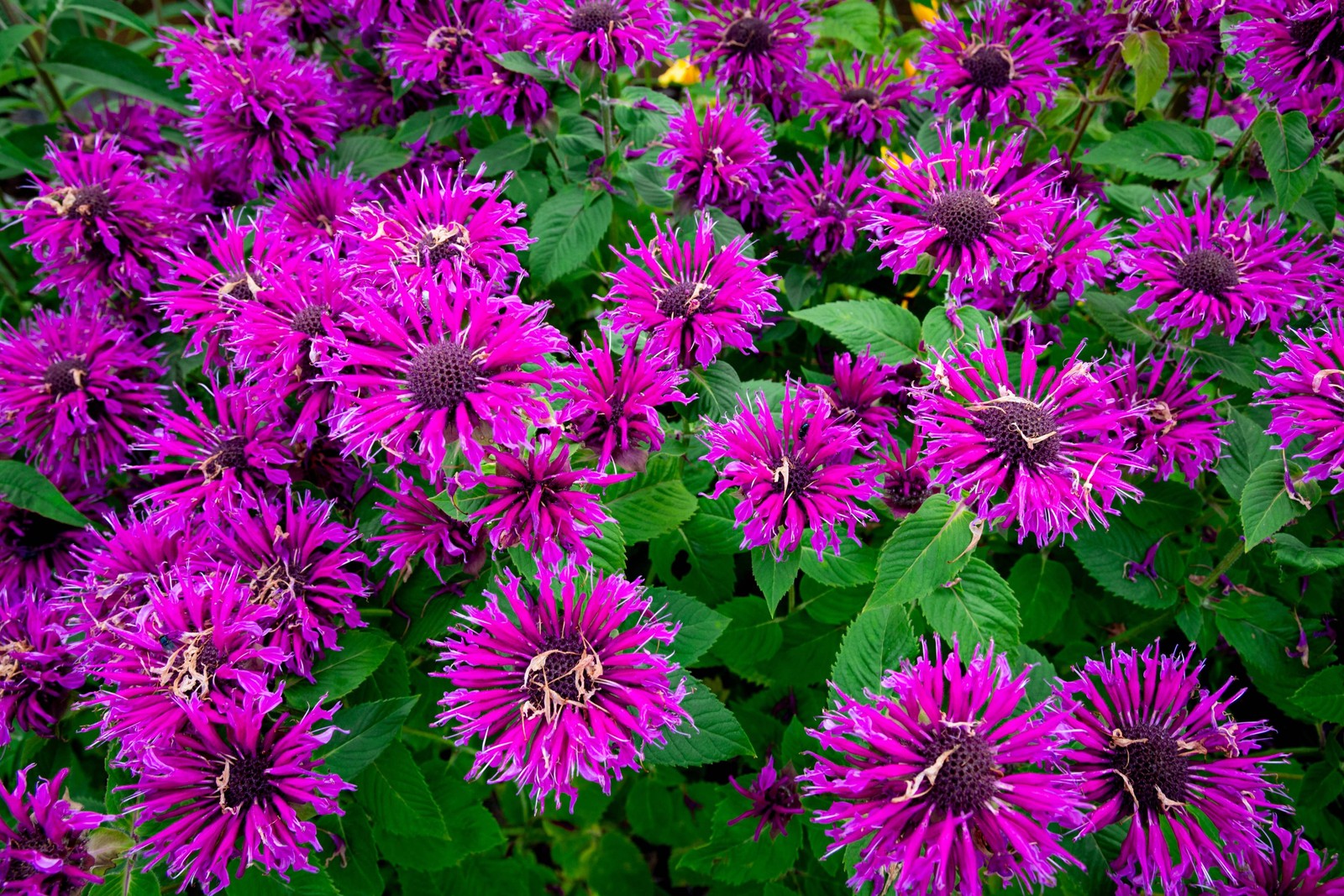 25 BEE BALM MIX Lemon Hummingbird Mint Monarda Didyma Mixed Colors Flower Seeds