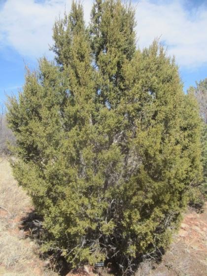 Juniperus Monosperma 10 Seeds Free Shipping!