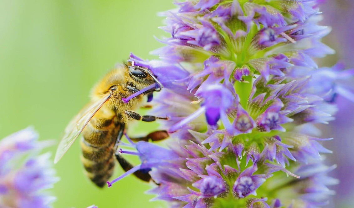 1000 Allheal Seeds – Prunella vulgaris – Medicinal Herb Seeds – Heal All