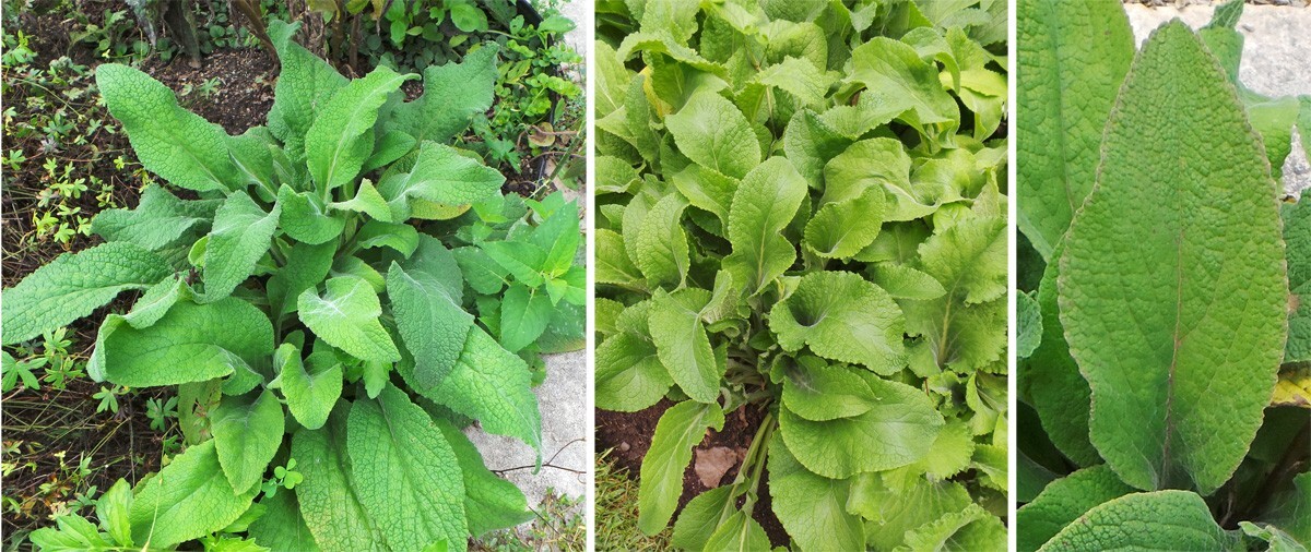 2 GRAMS FLOXGLOVE DIGITALIS (WILD) FOREST 2024 SEEDS, PERENNIAL FLOWER, NON GMO