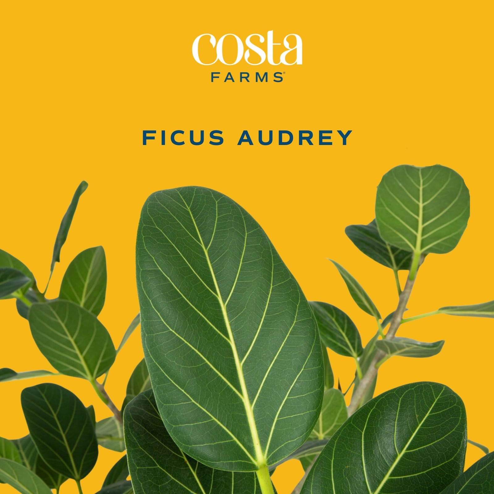 Ficus Audrey Tree Live Plant in Decorative Pot, Large Indoor Houseplant, Perf…