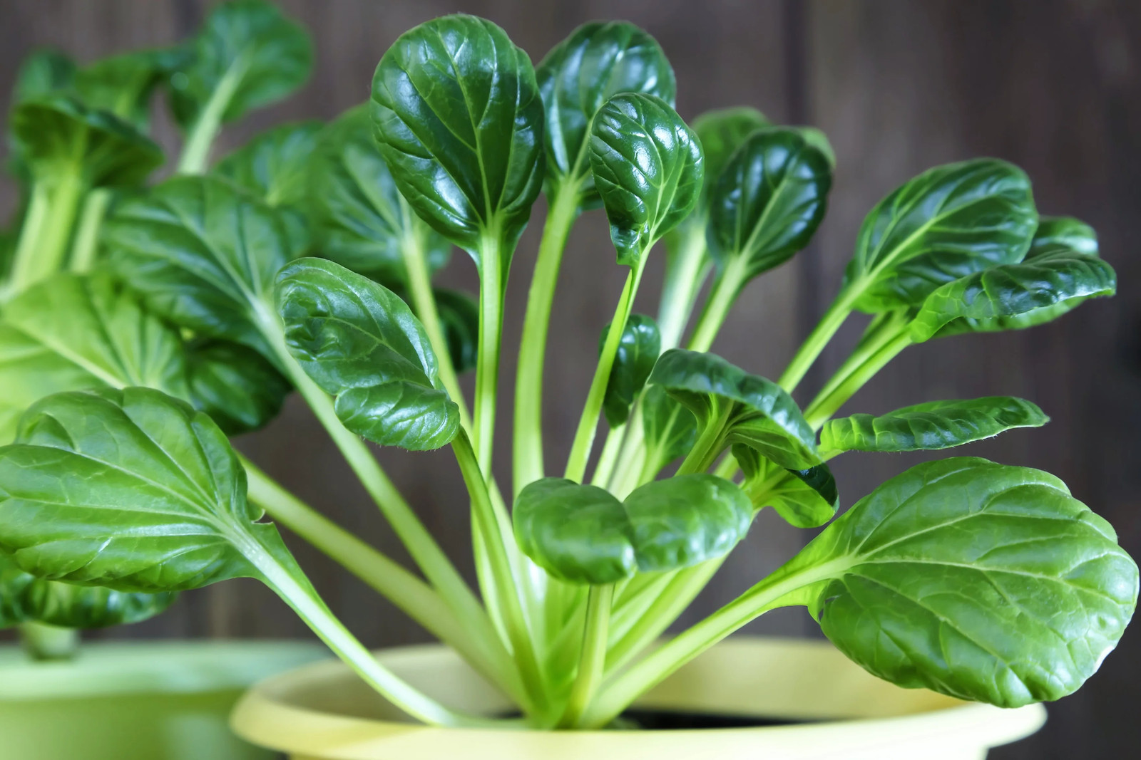 1000 TATSOI Brassica Rapa Rosularis Tat Soi Bok Choy Spinach Mustard Greens Seed