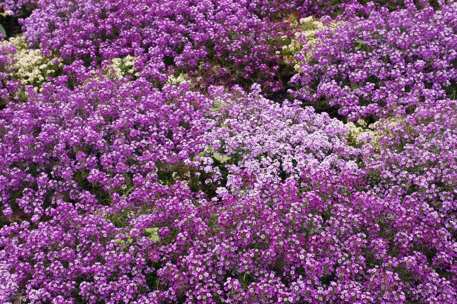 675 SEEDS – alyssum, ROYAL CARPET PURPLE annual flower, GroCo BUY 15-SHIPS FREE