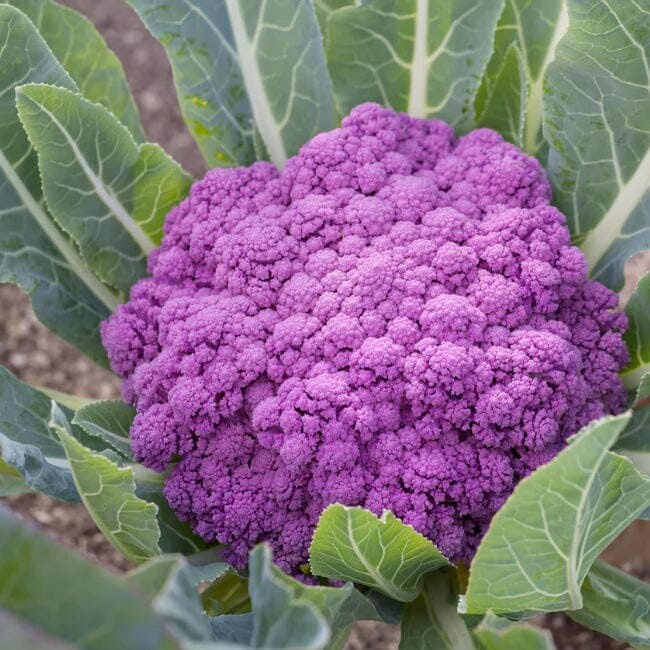 Rainbow Blend Cauliflower – Broccoli Mixed Colors | 300 Seeds | NON-GMO, USA