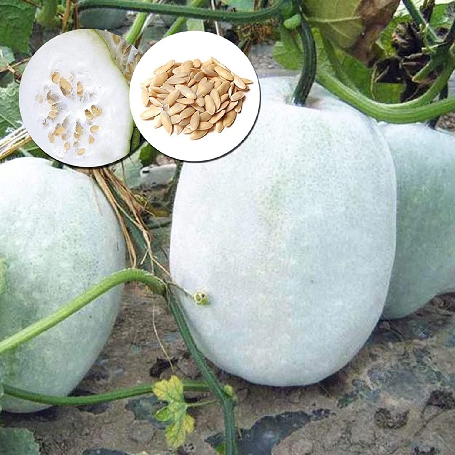 150 Indian Ash Gourd, Wax Gourd White Winter Melon Seeds for Planting – Non-GMO