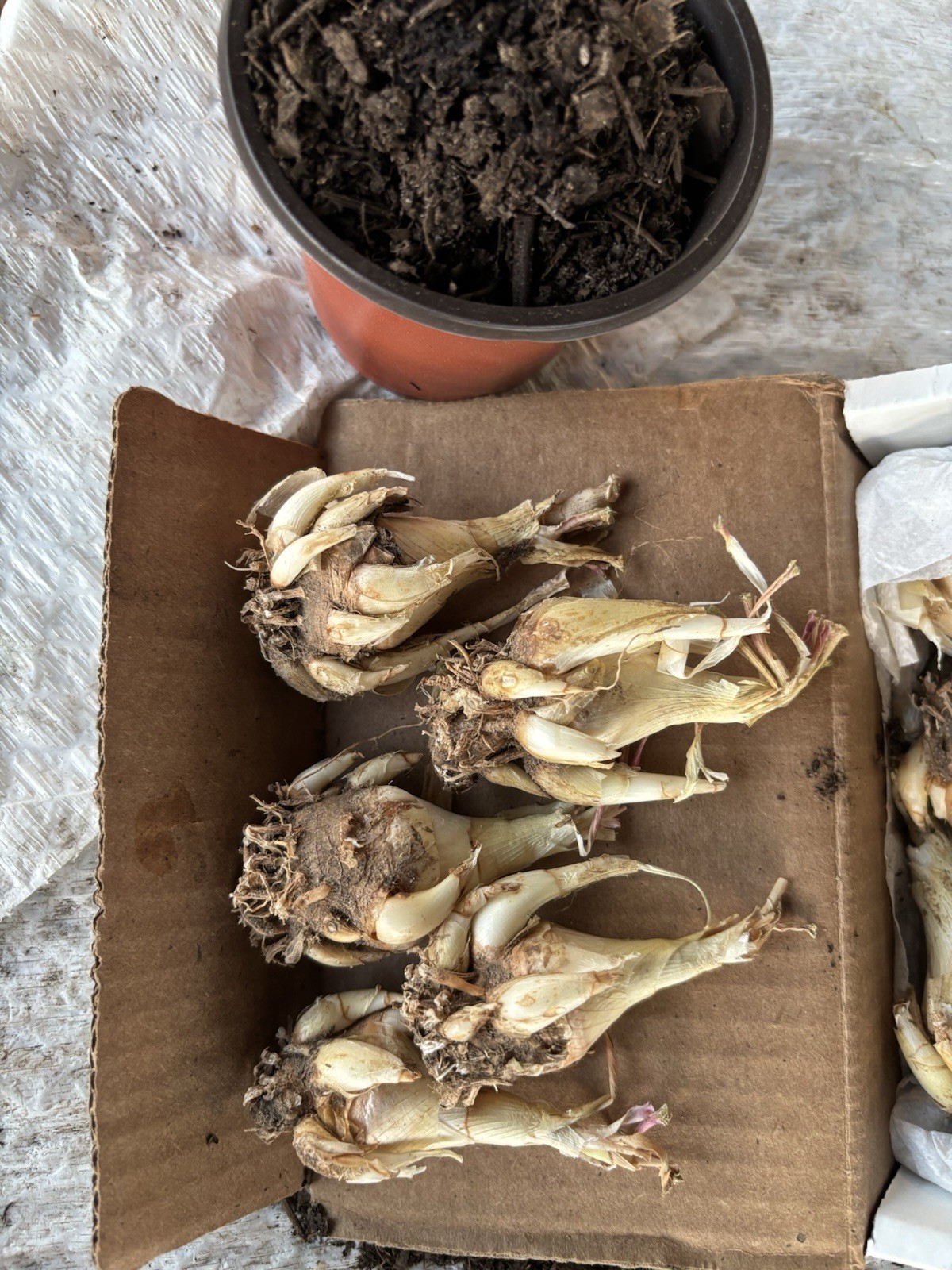 Tuberose Fragrance Double Pearl. 2 Clump, Bulbs 2+ Sz S / M / L Ready To Plant.