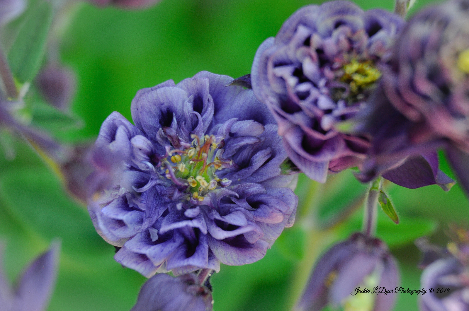 Perennial Purple Winky Double Dark Blue Columbine Seed Aquilegia Flower 30 Seeds