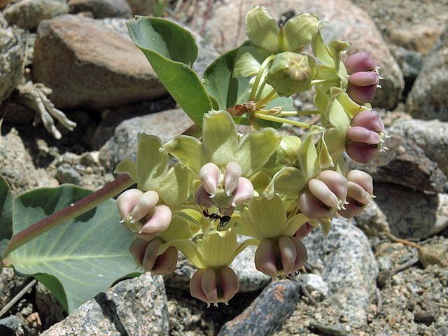 Asclepias cryptoceras | Pallid Milkweed | 5 Seeds